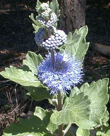 Caryopteris bungeii
