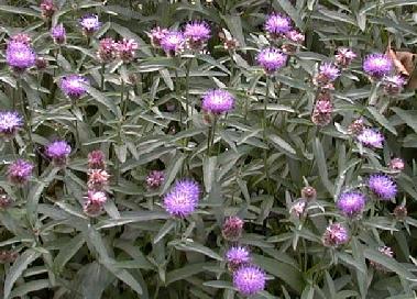 Centaurea nigra