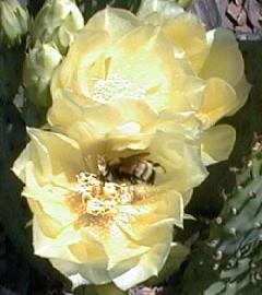 Opuntia humifusa