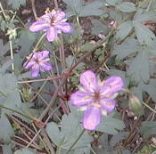 Geranium caespitosum