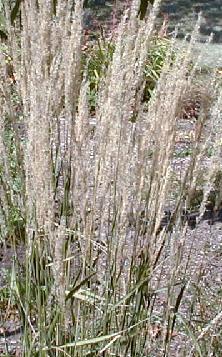 Calamagrostis arundinacea
