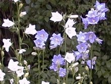 Campanula persicifolia and C. persicifolia alba