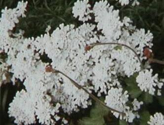 Iberis sempervirens