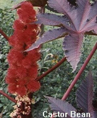 Ricinus communis 'carmencita'