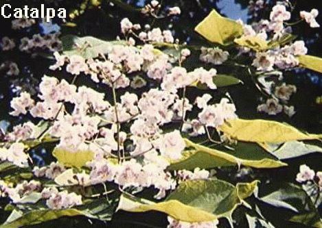 Catalpa speciosa