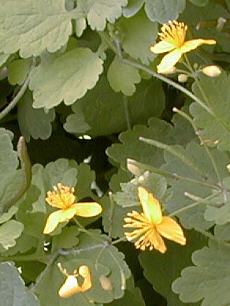 Chelidonium majus