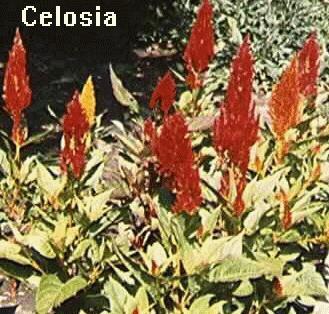Celosia plumosa