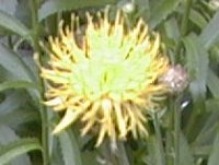 Centaurea orientalis
