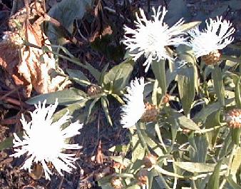 Centaurea jacea alba
