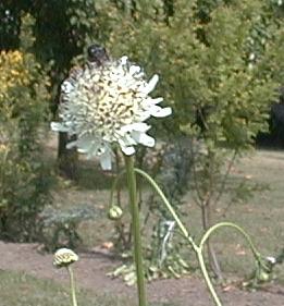 Cephalaria leucantha