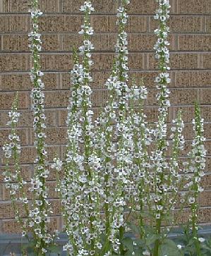 Verbascum chaixii alba