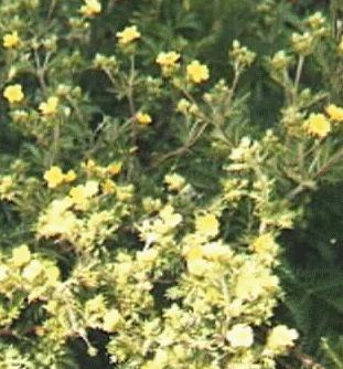 Potentilla chilensis concolor