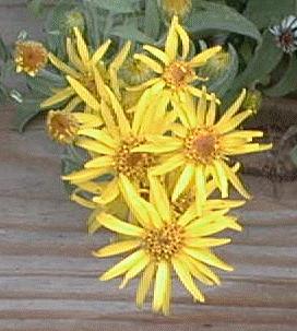 Chrysopsis villosa