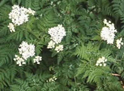 Myrrhis odorata