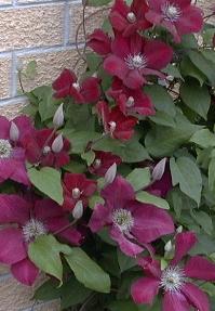 Clematis x jackmanii 'red cardinal'