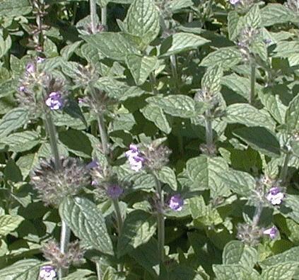 Clinopodium vulgare