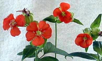 Lychnis cognata