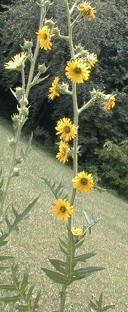 Silphium laciniatum