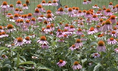 Echinacea purpurea