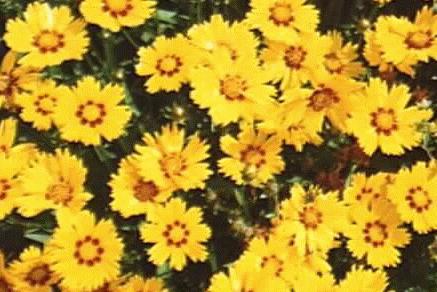 Coreopsis lanceolata