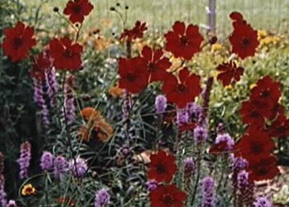 Coreopsis tinctoria