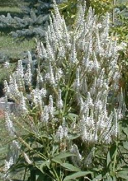 Veronicastrum virginica alba