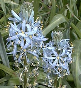 Camassia cusickii