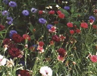 Centaurea cyanus
