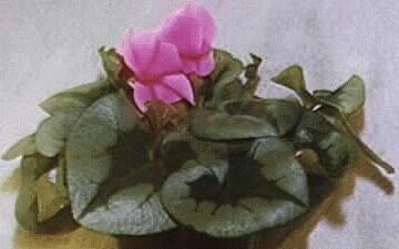 Cyclamen persicum giganteum