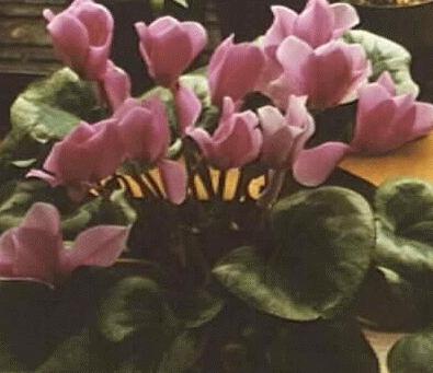 Cyclamen persicum giganteum