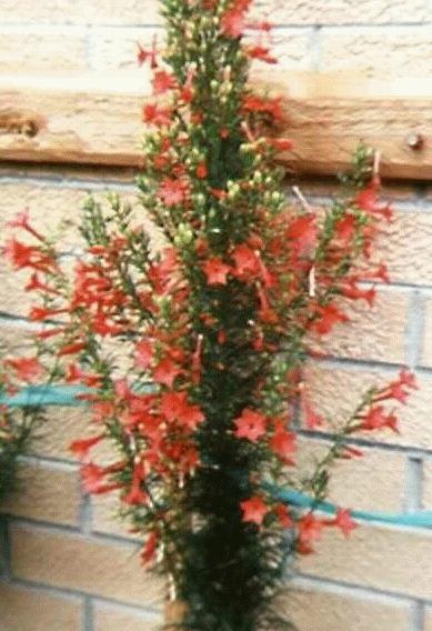 Ipomopsis rubra