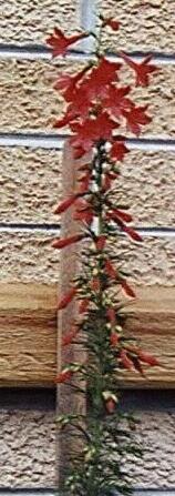 Ipomopsis rubra