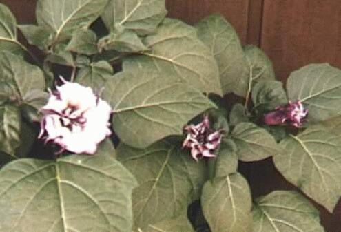 Datura metel
