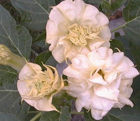 Datura metel