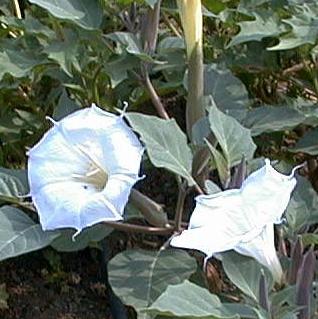 Datura meteloides