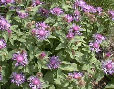 Centaurea dealbata