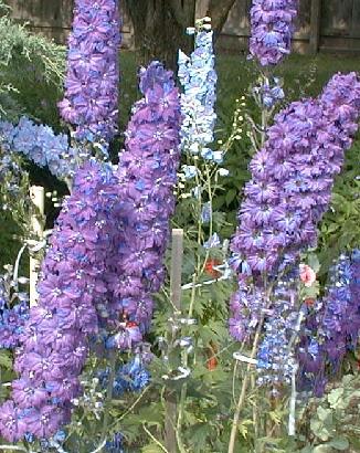Delphinium elatum 'royal aspirations'