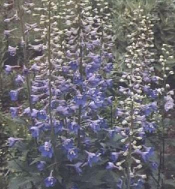 Delphinium elatum