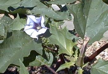 Datura stramonium