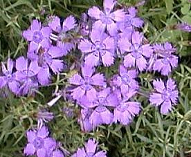 Dianthus amurensis 'siberian blues'
