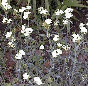 Dianthus sp. (unknown)