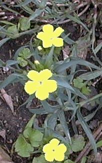 Dianthus sp. (unknown)