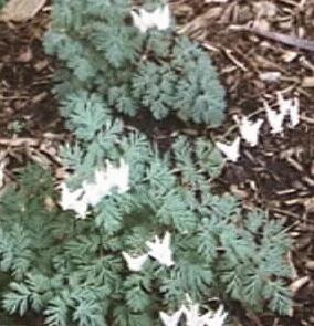 Dicentra cucullaria