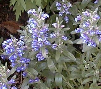 Dracocephalum canescens