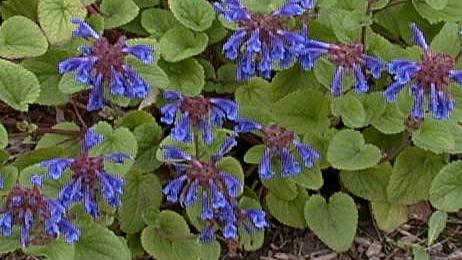 Dracocephalum speciosum