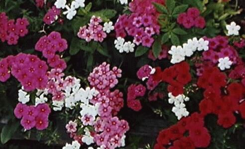 Phlox drummondi
