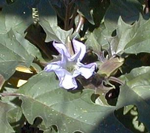 Datura stramonium v. tatula