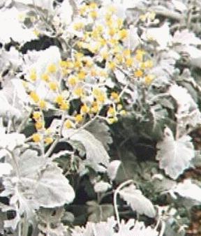 Senecio cineraria