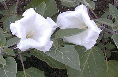 Datura wrightii