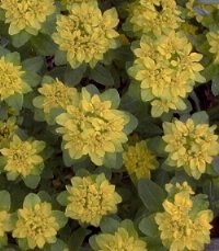 Euphorbia polychroma